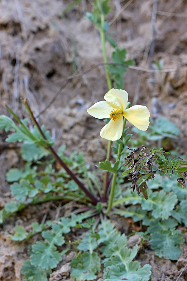 Image of Glaucium fimbrilligerum specimen.