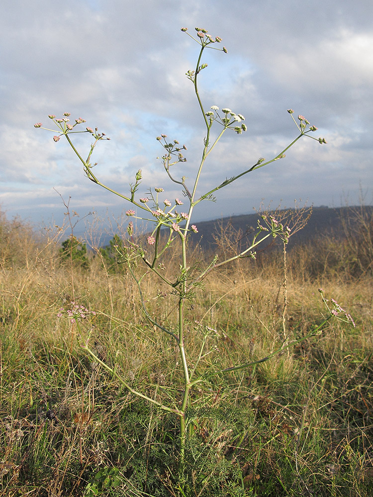 Image of Seseli arenarium specimen.
