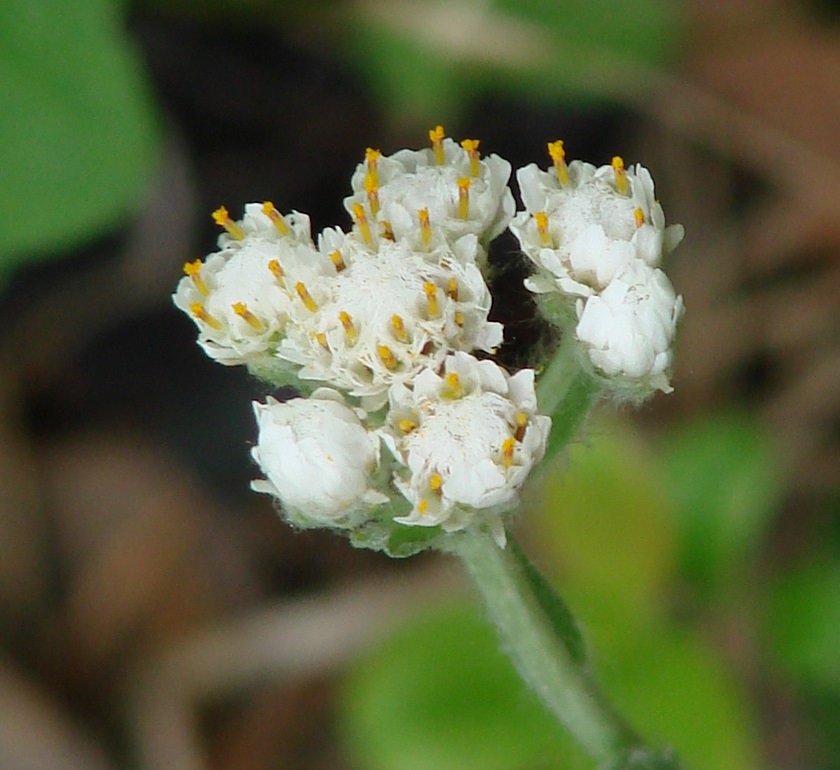 Изображение особи Antennaria dioica.