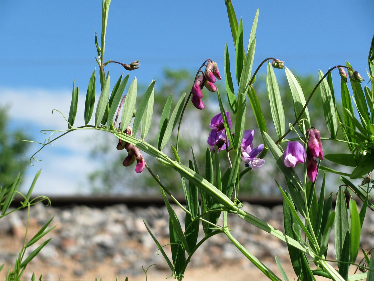 Изображение особи Lathyrus palustris.