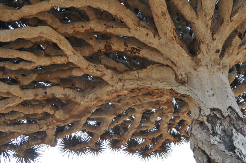 Image of Dracaena cinnabari specimen.