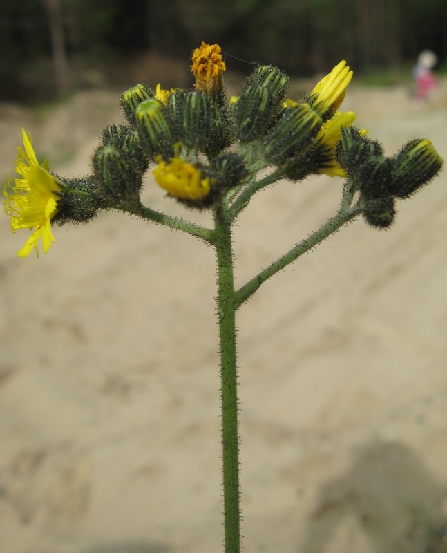 Изображение особи Pilosella vaillantii.