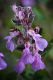 Teucrium chamaedrys