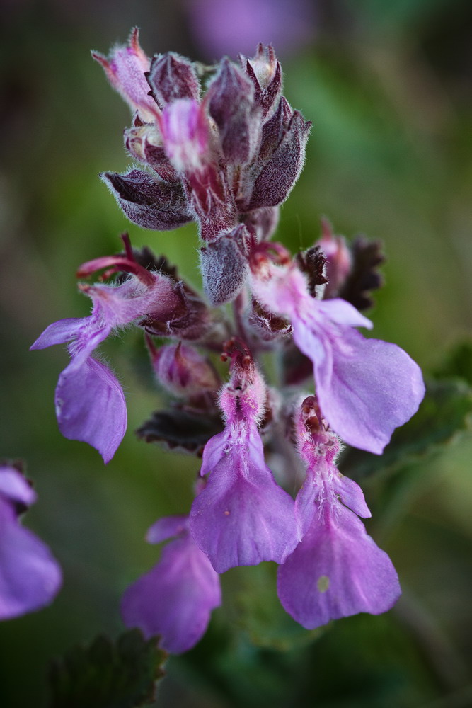 Изображение особи Teucrium chamaedrys.