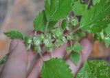 Forsskaolea viridis. Верхушка цветущего растения. Сокотра, плато Хомхи. 29.12.2013.