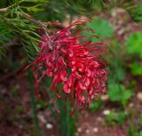 Grevillea banksii. Соцветие. Израиль, Шарон, пос. Кфар Шмариягу, в культуре. 27.01.2014.