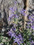 Sergia regelii