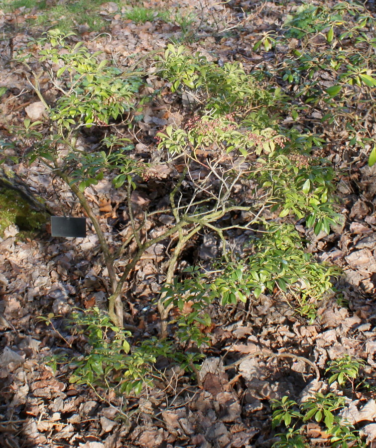 Image of Pieris formosa specimen.