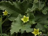 Ecballium elaterium
