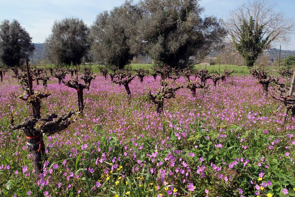 Изображение особи Geranium pyrenaicum.