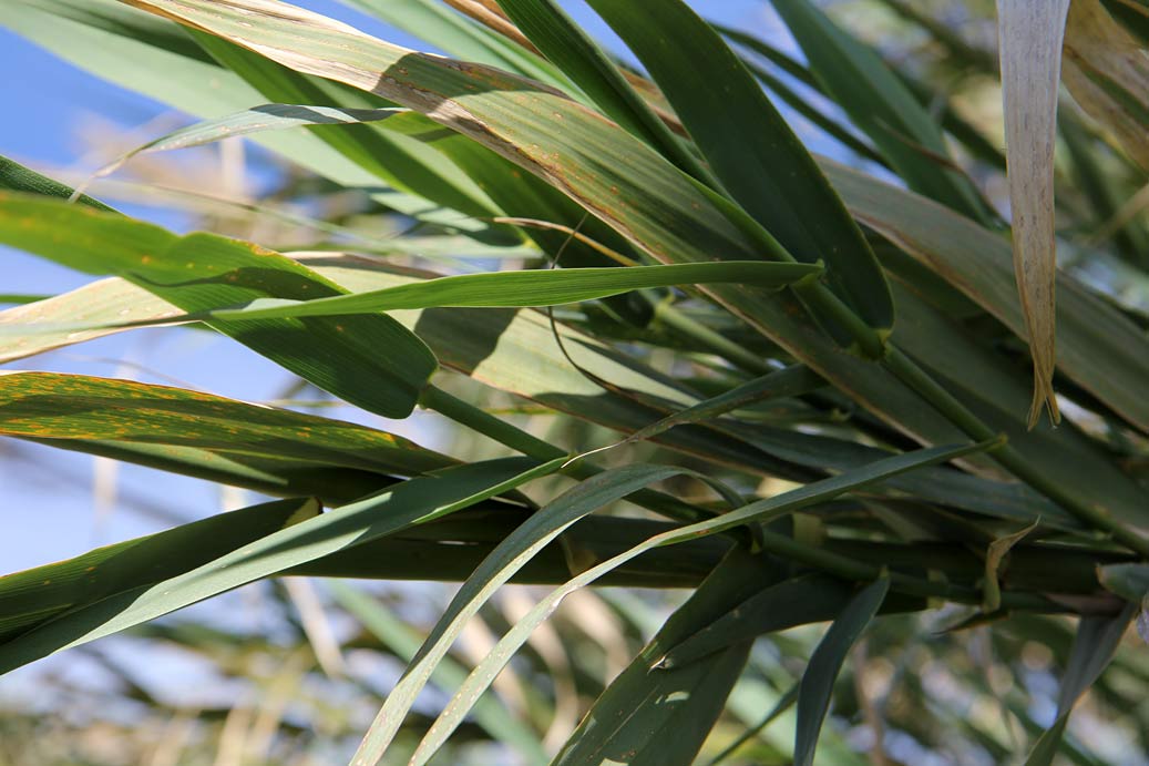 Изображение особи Arundo donax.