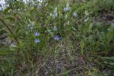 Lomatogonium rotatum
