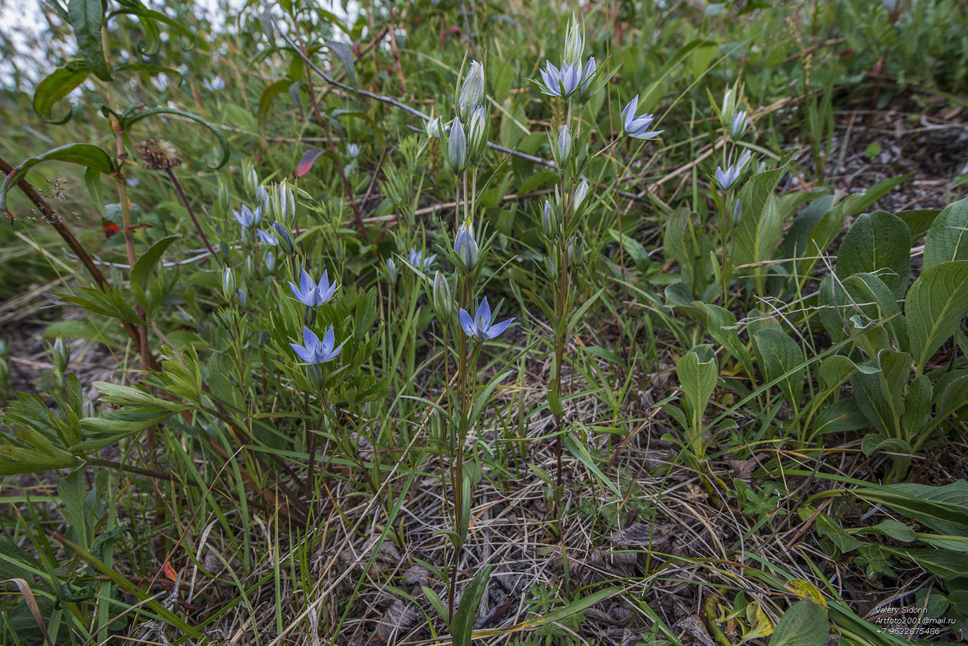 Изображение особи Lomatogonium rotatum.