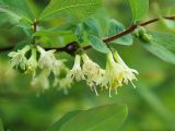 Lonicera caerulea