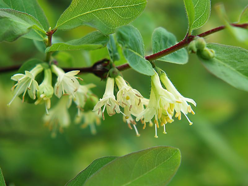 Image of Lonicera caerulea specimen.