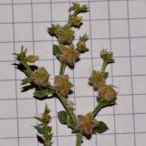 Image of taxon representative. Author is Татьяна Мальчинская