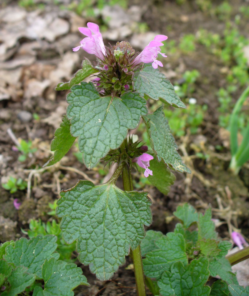 Изображение особи Lamium purpureum.