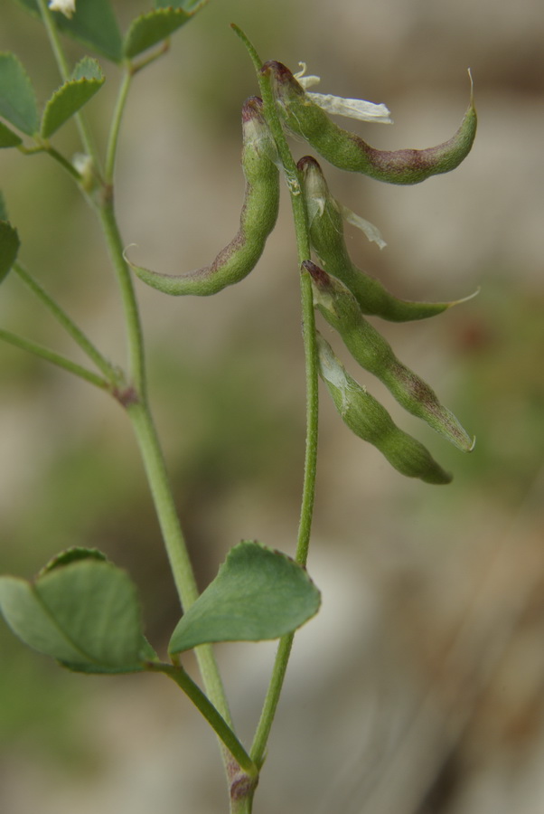 Image of Trigonella strangulata specimen.