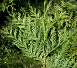 Thuja occidentalis. Ветка (нижняя сторона). Германия, г. Дюссельдорф, Ботанический сад университета. 04.05.2014.