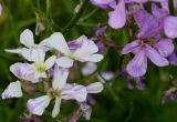 Hesperis matronalis