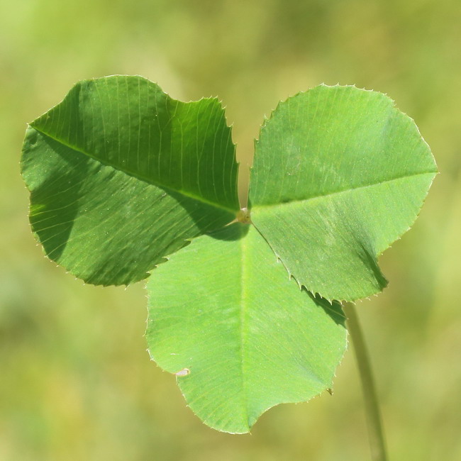 Image of Trifolium repens specimen.