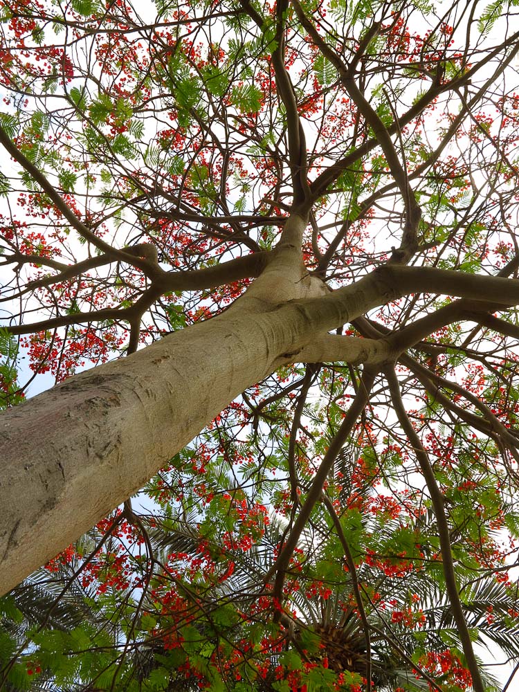 Изображение особи Delonix regia.