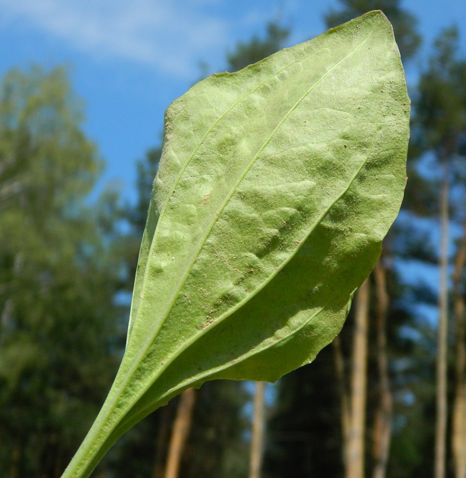 Image of Plantago major specimen.