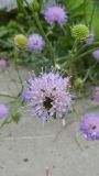 Knautia arvensis