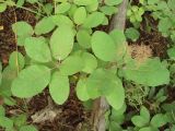 Cotinus coggygria