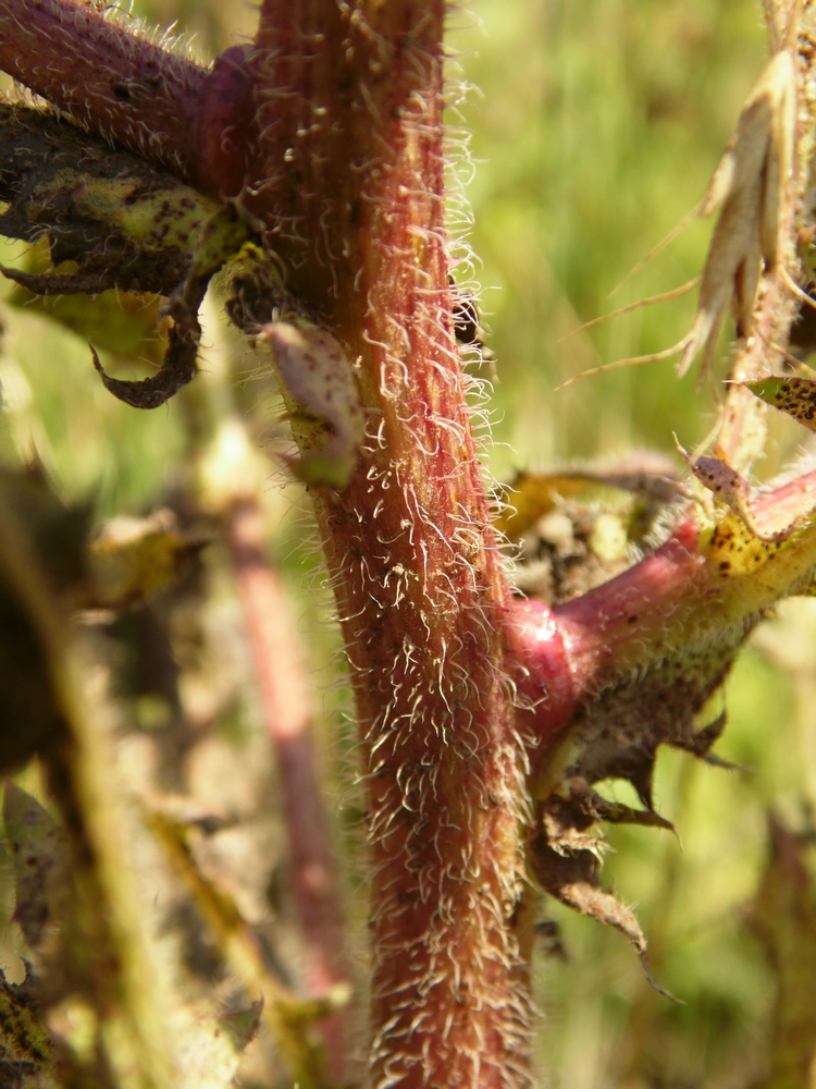 Image of Crepis rhoeadifolia specimen.