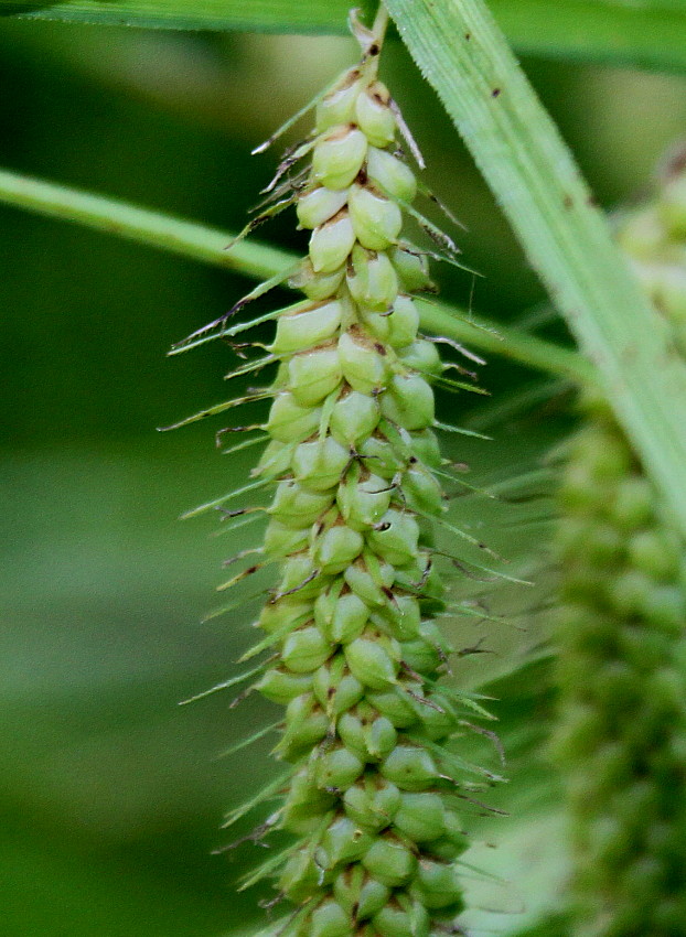 Изображение особи Carex crinita.