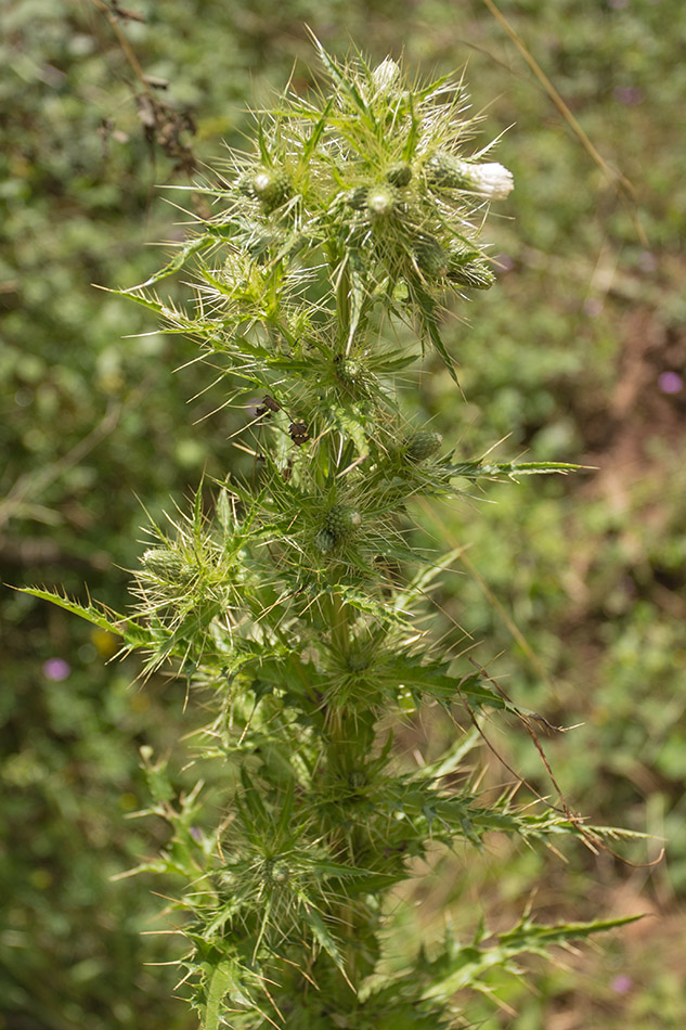 Изображение особи Cirsium candelabrum.