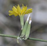 Image of taxon representative. Author is Роланд Цандекидис