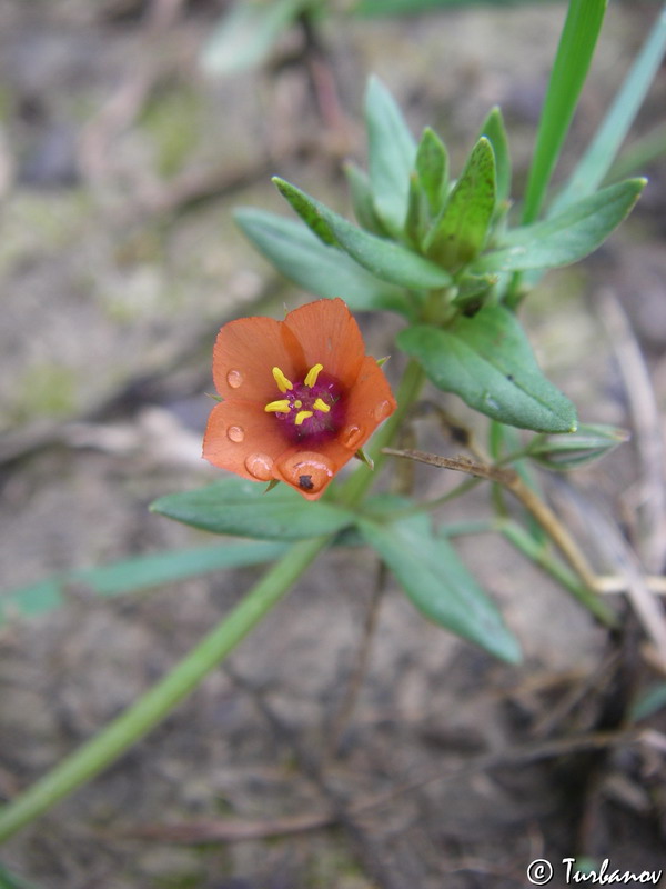 Image of Anagallis arvensis specimen.