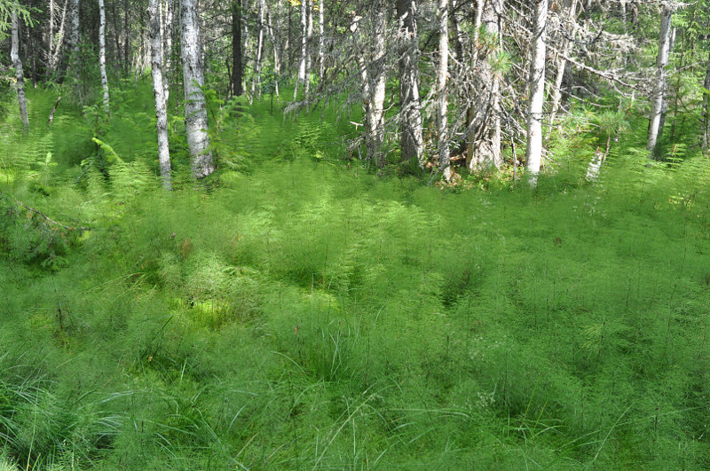 Изображение особи Equisetum sylvaticum.