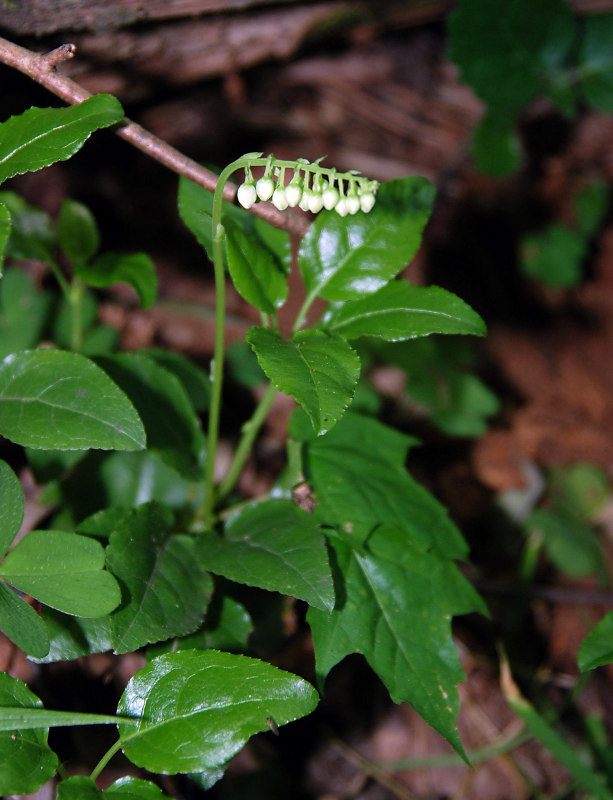 Изображение особи Orthilia secunda.