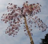 Aralia elata