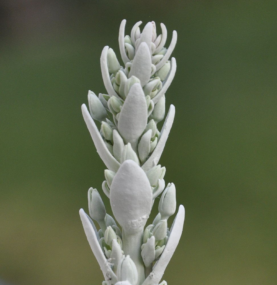 Изображение особи Kalanchoe thyrsiflora.