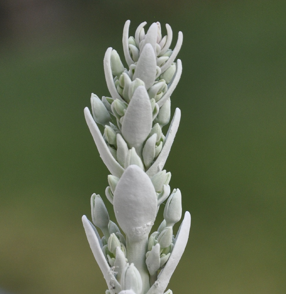 Image of Kalanchoe thyrsiflora specimen.