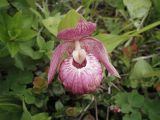 Cypripedium macranthos