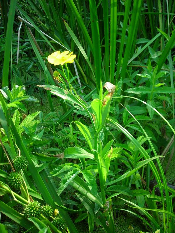 Image of Ranunculus lingua specimen.