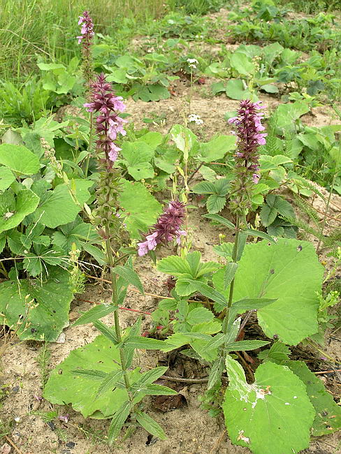 Image of Stachys palustris specimen.