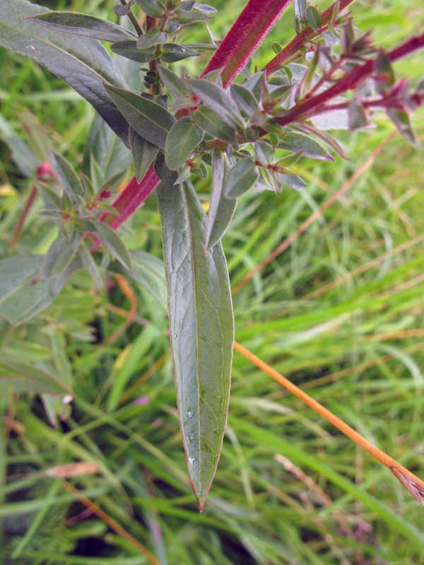 Image of Lythrum salicaria specimen.