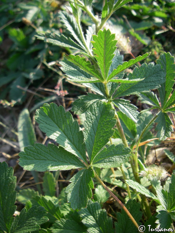 Изображение особи Potentilla callieri.