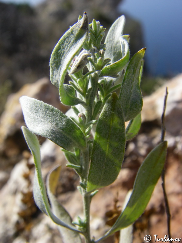 Image of Galatella villosa specimen.