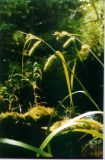 Carex rhynchophysa