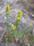 Solidago virgaurea подвид taurica. Цветущее растение. Южный берег Крыма, г. Аю-Даг, северо-восточный склон. 13 октября 2008 г.