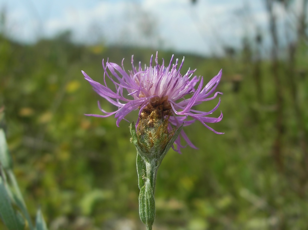 Image of Centaurea × livonica specimen.