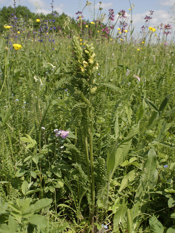 Изображение особи Pedicularis kaufmannii.