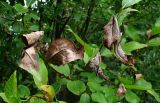 Salix pentandra. Часть ветви с поражёнными листьями. Окр. Архангельска, окраина ЛЭП. 02.08.2015.